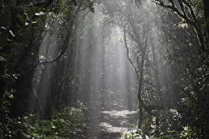 Canary Islands Landscape Imprime: Sun rays passing through the cloud forest