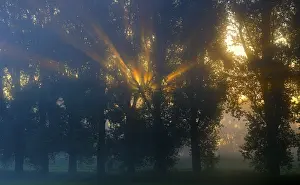 Evening Light In Nature Imprime: Sun rays shining through row of trees