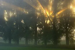 Evening Light In Nature Imprime: Sun rays shining through row of trees