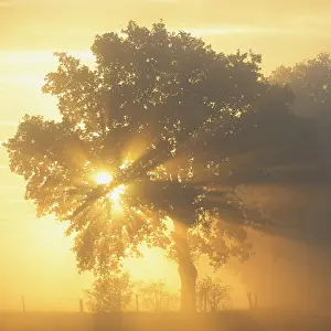 Backlit Tree Photo Imprime: Sun rays in a tree, Dingdener Heide