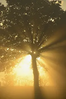 Backlit Tree Imprime: Sun rays in a tree, Dingdener Heide