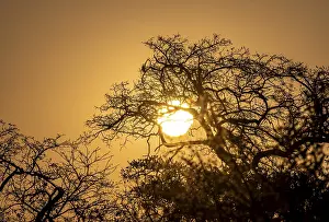 African Savannah Scene Imprime: Sun setting behind leafless trees