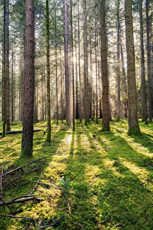 Sunlight In The Woods Imprime: Sun shines through the forest and creates a dynamic pattern of light and shadow