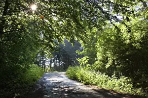 Backlighting In The Woods Imprime: Sun shining on a forest path, backlit