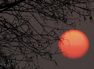 Tree Branch Silhouette Imprime: Sun behind tree