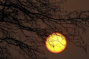 Tree Silhouette Imprime: Sun behind tree