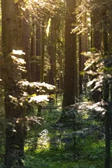 Sunbeams In Forest Imprime: Sunbeams through a dense forest with a small path