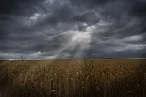 Agricultural Crop Landscape Imprime: Sunbeams with dramatic sky over a cornfield