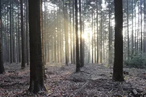 Deserted Woods Imprime: Sunbeams, forest, rays, tree, trees