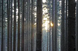 Deserted Woods Imprime: Sunbeams, forest, rays, tree, trees