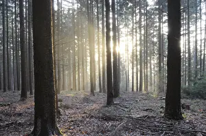 Open Air Landscapes Imprime: Sunbeams, forest, rays, tree, trees