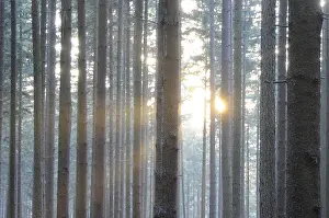 Sunbeams In The Forest Imprime: Sunbeams, forest, rays, tree, trees