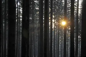Atmospheric Forest Scenery Imprime: Sunbeams, forest, rays, tree, trees