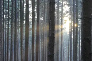 Sunbeams In Forest Imprime: Sunbeams, forest, rays, tree, trees