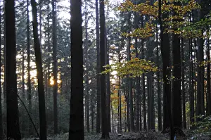 Deserted Woods Imprime: Sunbeams, forest, rays, tree, trees