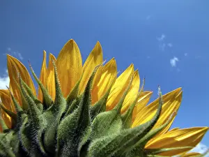 Summer Blooming Flowers Imprime: Sunflower
