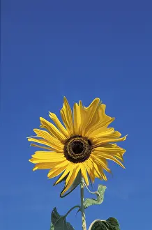 Sunflower Details Imprime: Sunflower