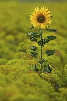 Yellow Flowering Plant Life Imprime: Sunflower