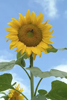Flowering Season Imprime: Sunflower