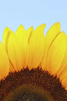 Macro Flower Photography Imprime: Sunflower