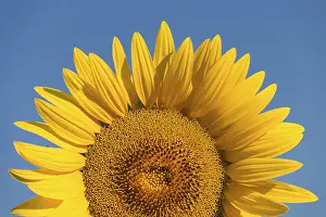 Deserted Sunflower Field Imprime: Sunflower