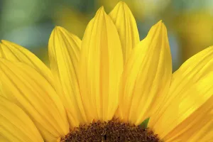 Deserted Sunflower Field Imprime: Detail of a sunflower