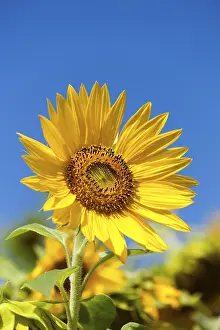 Farmland Landscape Imprime: Sunflower