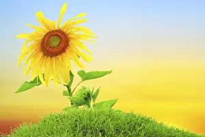 Deserted Countryside Scene Imprime: Sunflower