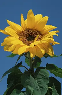 European Botany Imprime: Sunflower