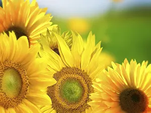 Sunflower Background Imprime: Sunflowers background