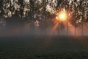 Baden Wurttemberg Landscape Imprime: Sunrays shining through deciduous trees