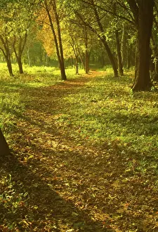 Atmospheric Evening Light Imprime: Sunset forest path