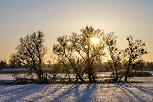Deserted Wetland Landscape Imprime: Sunset in the Oder floodplains in winter