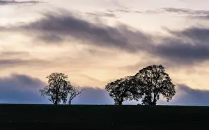 Evening Sky UK Imprime: Sunset over Trees and Fields, England