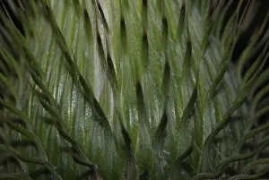 Asteraceae Flowers Imprime: Surface of the inflorescence of a thistle