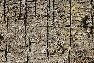 Fossil Energy Source Imprime: Surface of a peat patch with cut furrows