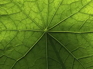 Nasturtium Leaf Structure Imprime: Surface & structure, nasturtium leaf
Surface & structure