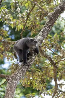 Sykes Monkey Imprime: Sykes monkey (Cercopithecus mitis) on tree