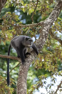 Sykes Monkey Imprime: Sykes monkey (Cercopithecus mitis) on tree