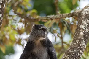 Sykes Monkey Imprime: Sykes monkey (Cercopithecus mitis) on tree