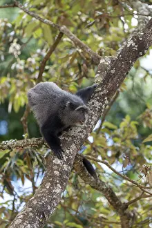 Sykes Monkey Imprime: Sykes monkey (Cercopithecus mitis) on tree
