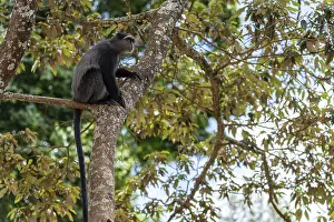 Sykes Monkey Imprime: Sykes monkey (Cercopithecus mitis) on tree