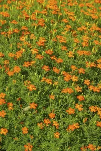 Asteraceae Plant Section Imprime: Tagetes