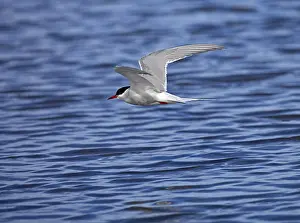 Tern In Flight Imprime: Tern in flight