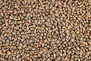 Empty Uninhabited Structures Imprime: Texture of brown cedar nuts in the shell