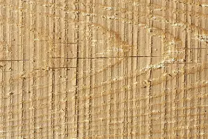 Deciduous Tree Art Imprime: Texture of wood pattern background