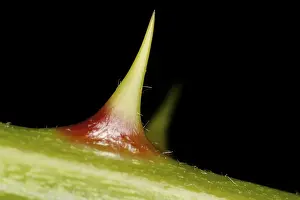 Prickly Plant Imprime: Thorn on a stem