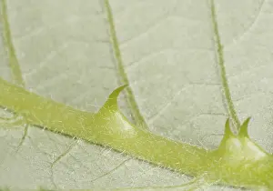 Wild Blackberry Details Imprime: Thorns on a leaf