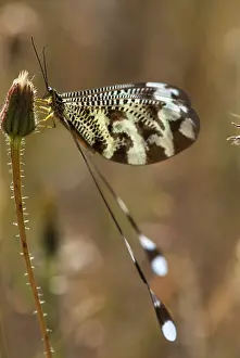 Extremadura Wildlife Imprime: Below thread lacewing, threadlike
