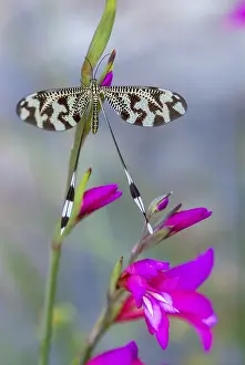 Extremadura Insects Imprime: Below thread lacewing, threadlike